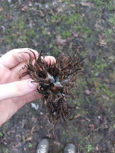 Turkish hazel (Corylus colurna)