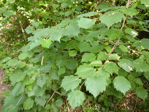 Turkish hazel (Corylus colurna)