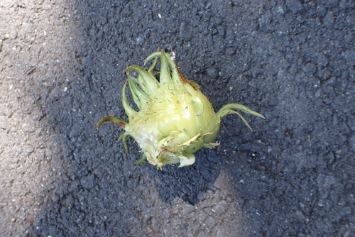 Turkish hazel (Corylus colurna)