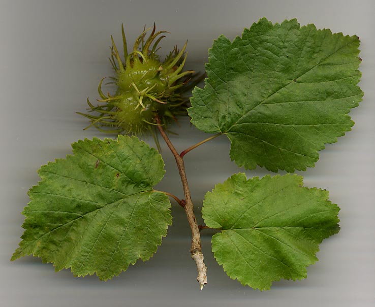Turkish hazel (Corylus colurna)