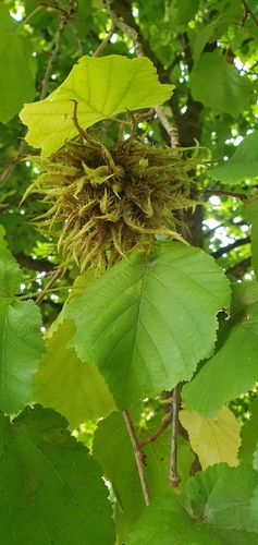 Turkish hazel (Corylus colurna)