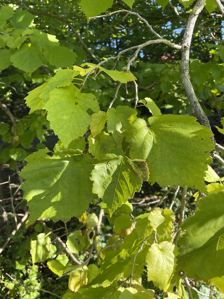 Turkish hazel (Corylus colurna)