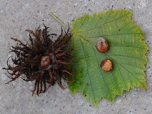 Turkish hazel: Die Baum-Hasel (Corylus colurna) , auch Türkische Hasel, ist eine Baumart aus der Gattung Hasel (Corylus) und gehört zu den Birkengewächsen (Betulaceae).