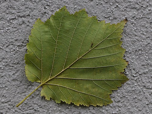 Turkish hazel: Die Baum-Hasel (Corylus colurna) , auch Türkische Hasel, ist eine Baumart aus der Gattung Hasel (Corylus) und gehört zu den Birkengewächsen (Betulaceae).