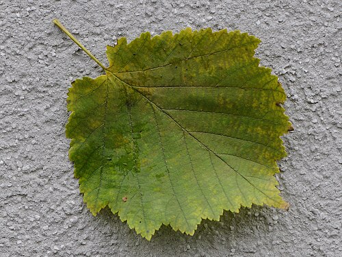 Turkish hazel: Die Baum-Hasel (Corylus colurna) , auch Türkische Hasel, ist eine Baumart aus der Gattung Hasel (Corylus) und gehört zu den Birkengewächsen (Betulaceae).