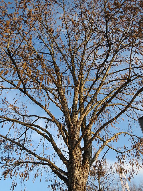 Turkish hazel: Baumhasel ( Corylus colurna ) in Hockenheim