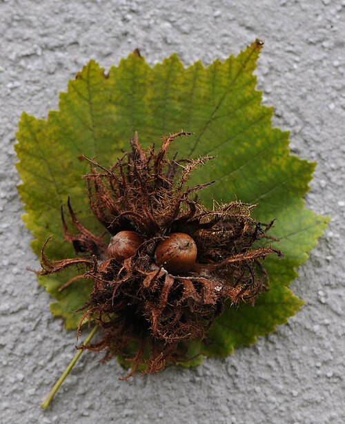 Turkish hazel: Die Baum-Hasel (Corylus colurna) , auch Türkische Hasel, ist eine Baumart aus der Gattung Hasel (Corylus) und gehört zu den Birkengewächsen (Betulaceae).
