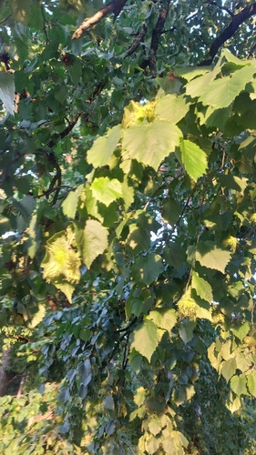 Turkish hazel (Corylus colurna)