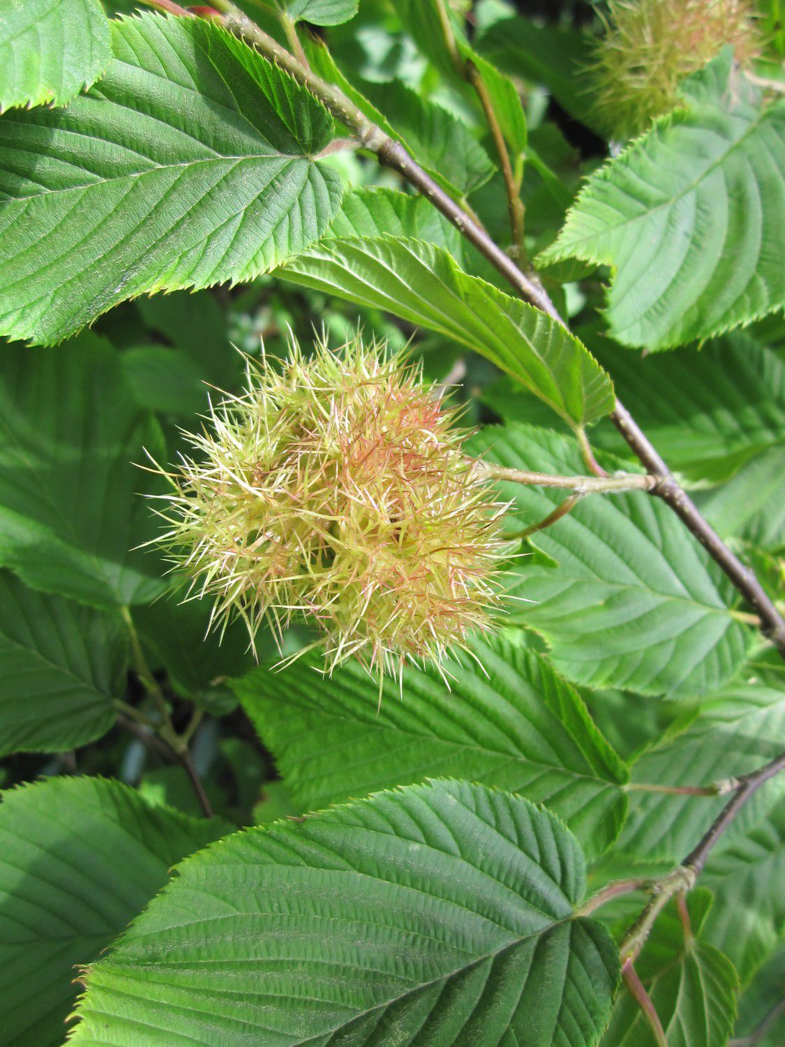 Himalayan hazelnut: Corylus ferox