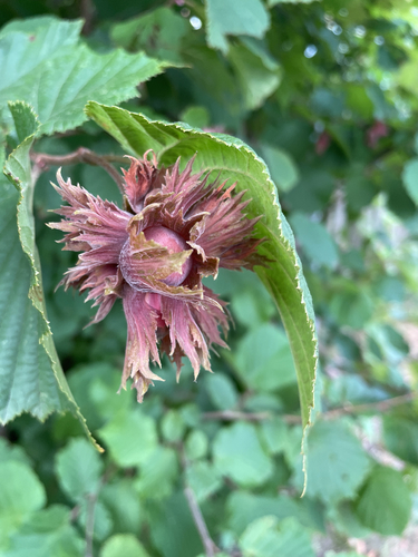 Filbert (Corylus maxima)
