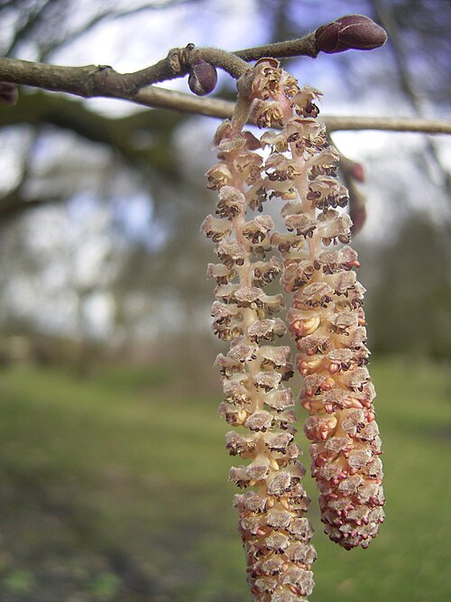 Filbert: Deze foto toont de katjes van Corylus maxima . Ik nam de foto op 2 maart 2006 in het arboretum heempark in Delft . This pic shows the catkins of Corylus maxima 