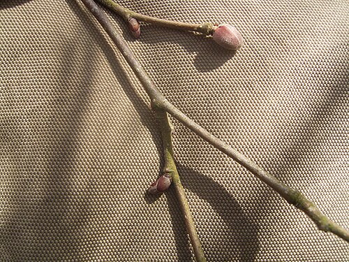 Filbert: Deze foto toont een bladknop van Corylus maxima . Ik nam de foto op 2 maart 2006 in het arboretum heempark in Delft . This pic shows a leafbud of Corylus maxima