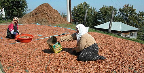 Filbert: Turkish women drying nuts of Corylus maxima .- Sacmalipinar (Düsce-Province, Türkey).- From: G. Pils: Flowers of Turkey - a photo guide .- 448 pp.– Eigenverlag 