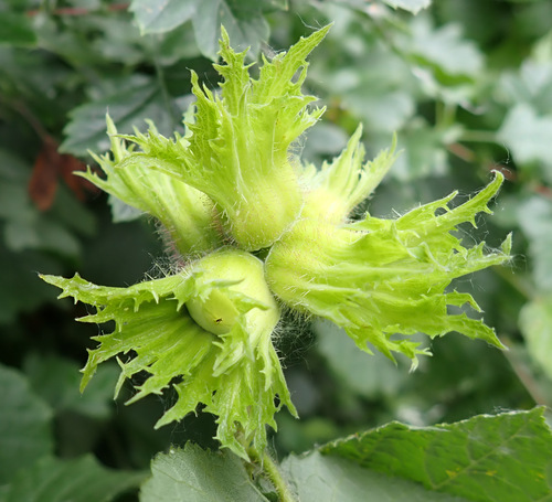 Filbert (Corylus maxima)