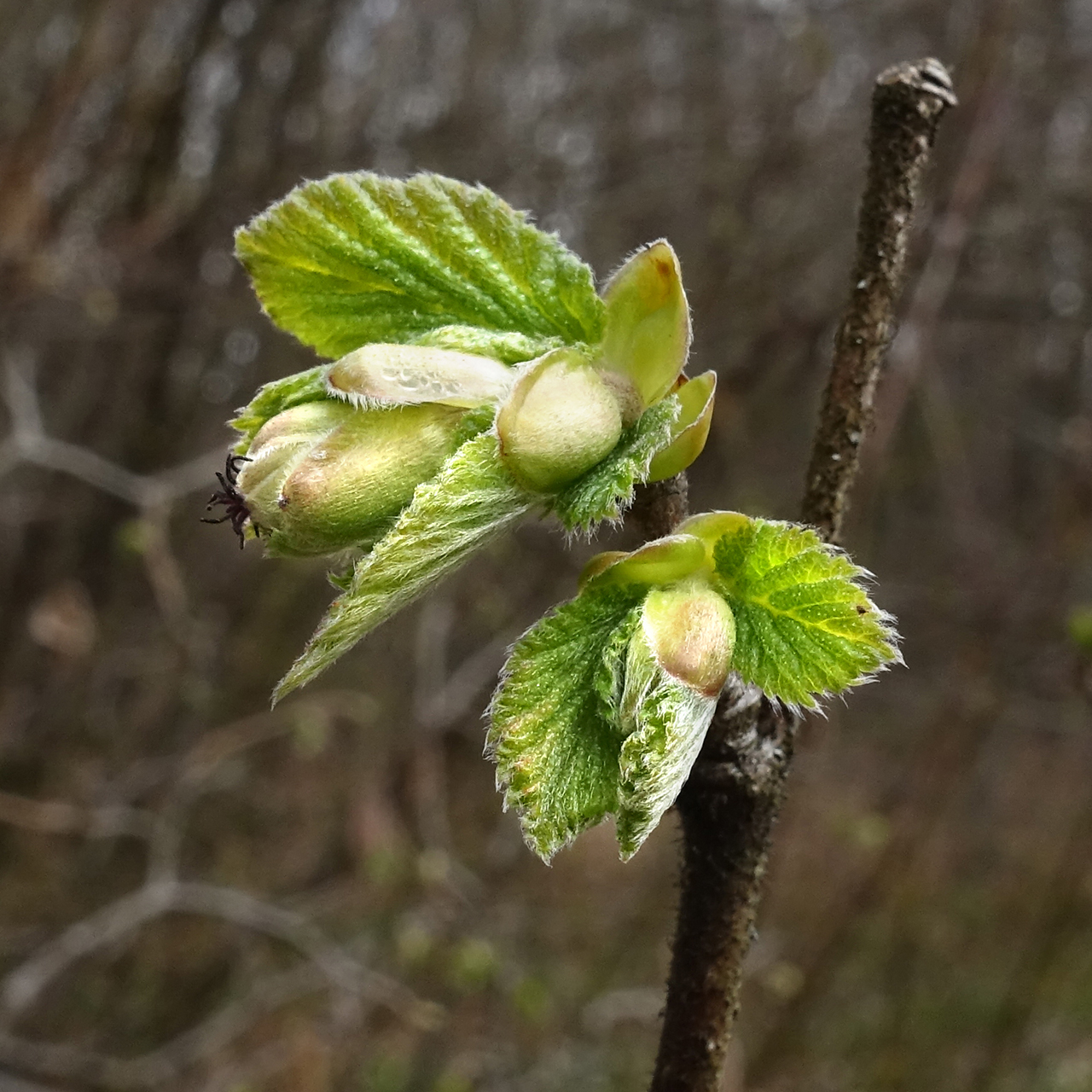 Filbert: Corylus maxima; budding female flower
