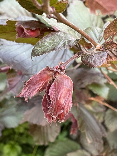 Filbert (Corylus maxima)