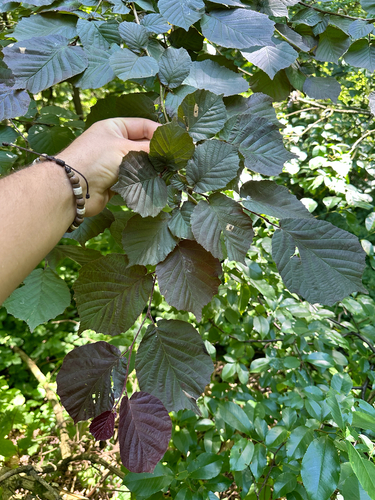 Filbert (Corylus maxima)