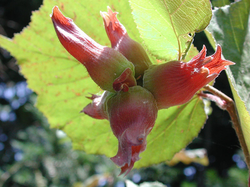 Filbert: Lambertshasel ( Corylus maxima ), Frankfurt/M., Germany