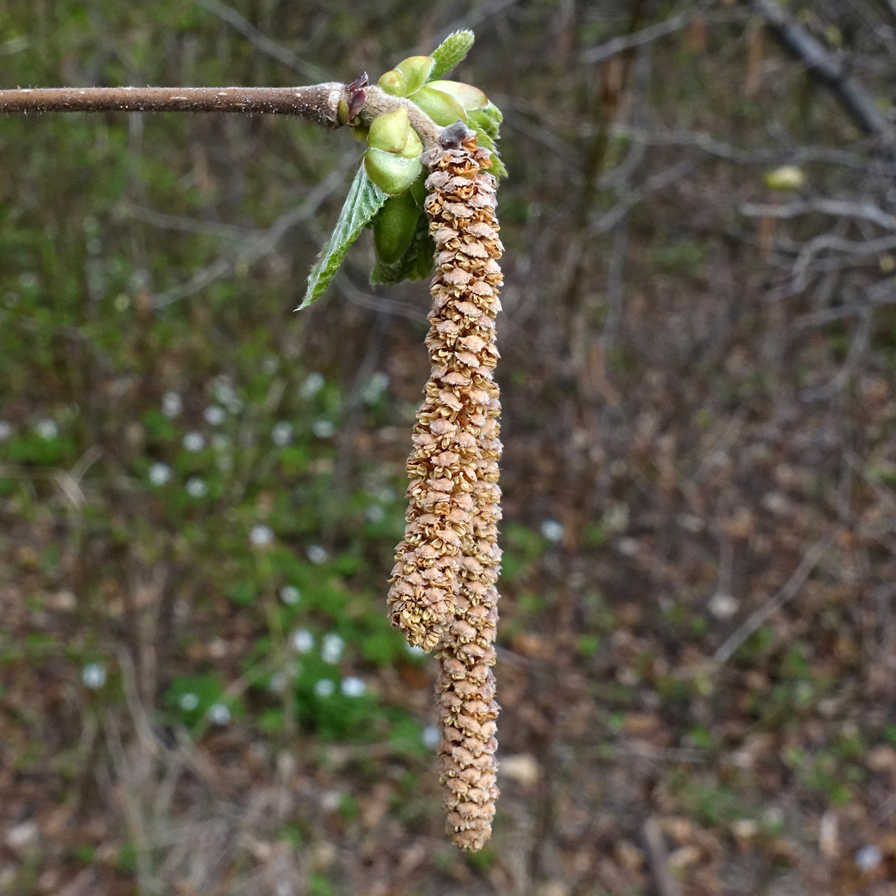 Filbert: Corylus maxima; male catkins