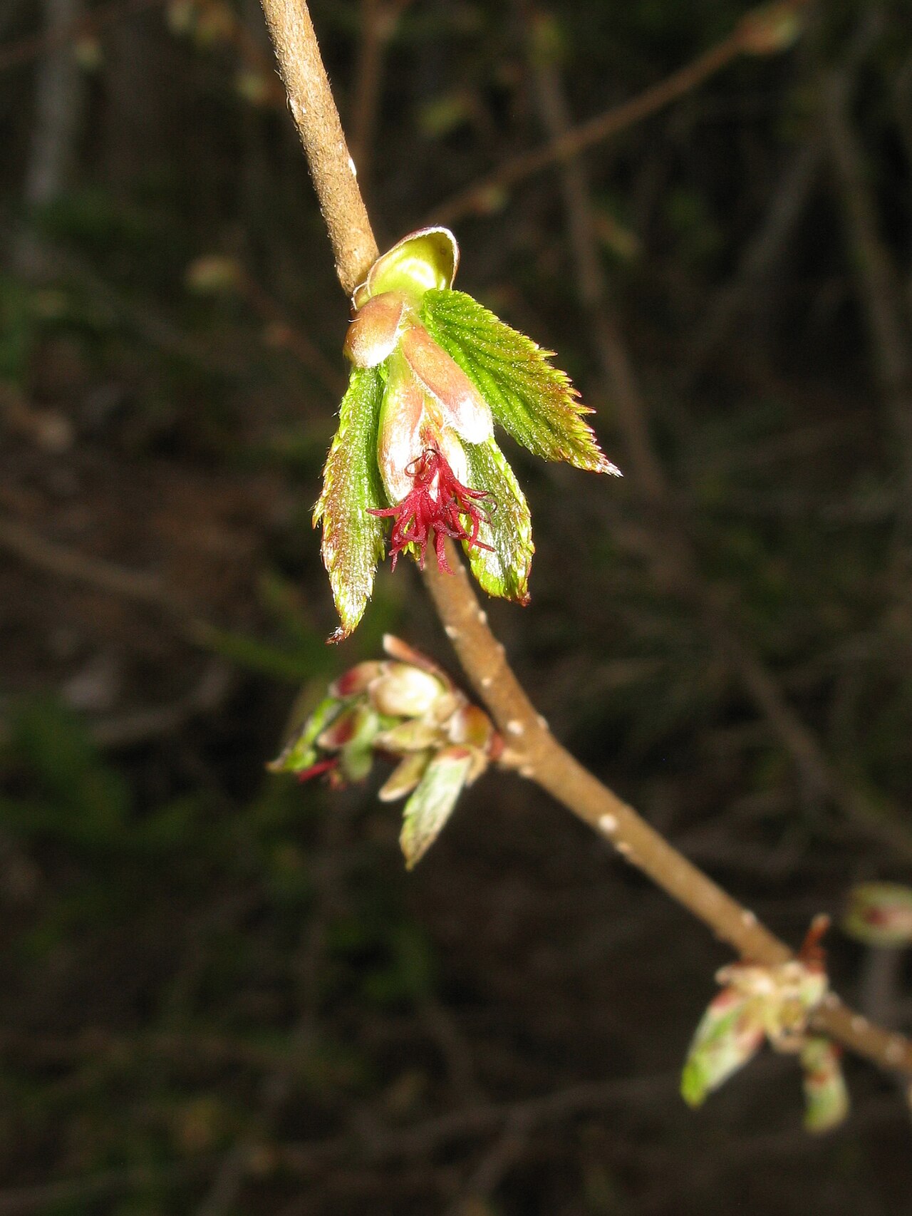 Corylus sieboldiana: Corylus sieboldiana , Aizu area, Fukushima pref., Japan