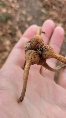 Corylus sieboldiana (Corylus sieboldiana)