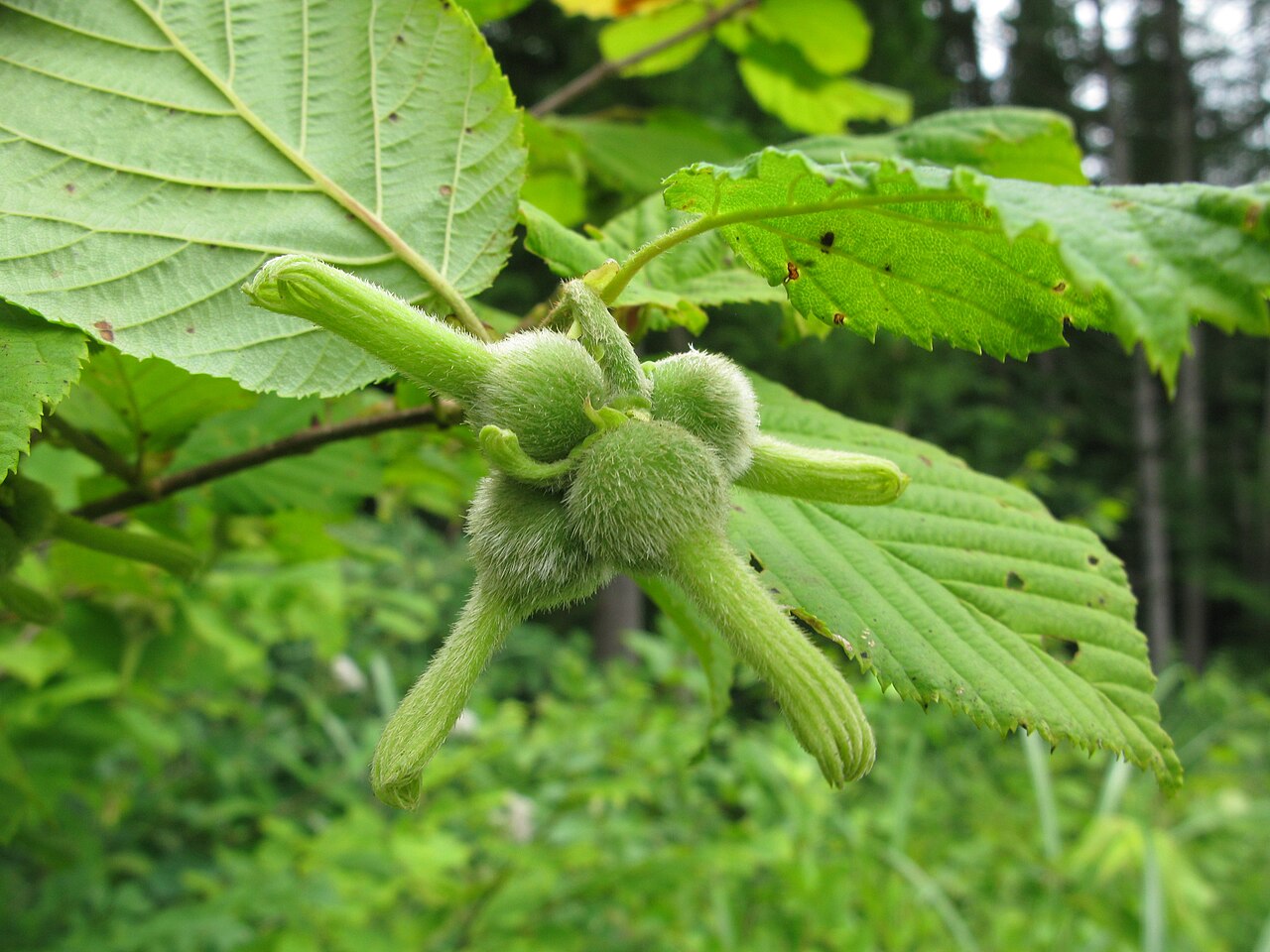 Corylus sieboldiana: Corylus sieboldiana , Aizu area, Fukushima pref., Japan