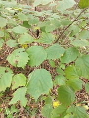 Corylus sieboldiana (Corylus sieboldiana)