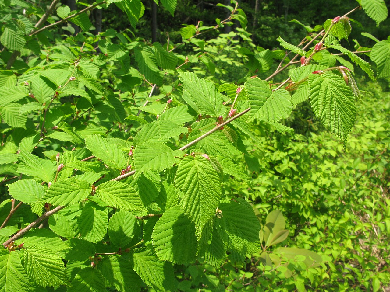 Corylus sieboldiana: Corylus sieboldiana , Aizu area, Fukushima pref., Japan