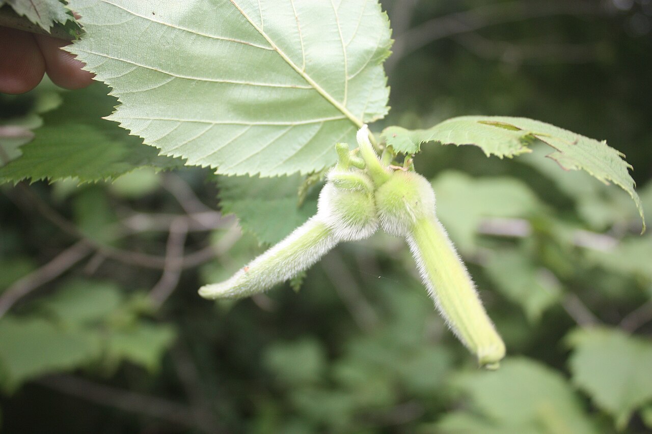 Corylus sieboldiana: Corylus sieboldiana , Baemsagol valley, Jirisan, South Korea