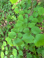 Corylus sieboldiana (Corylus sieboldiana)