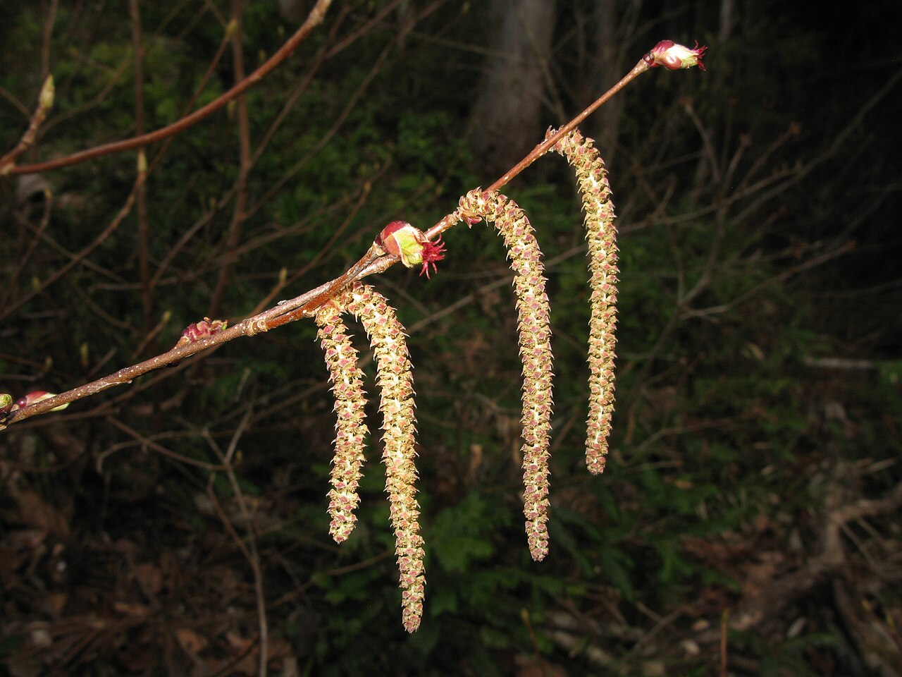 Corylus sieboldiana: Corylus sieboldiana , Aizu area, Fukushima pref., Japan