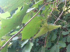 Corylus sieboldiana (Corylus sieboldiana)