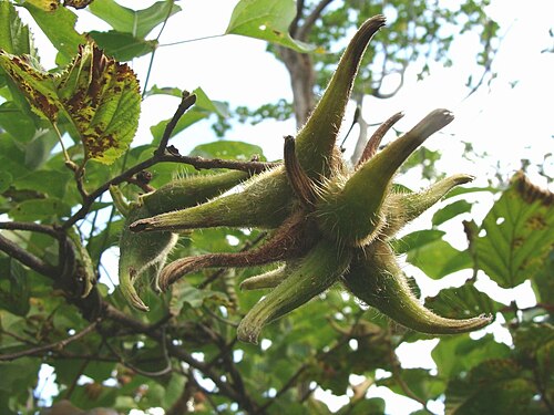 Corylus sieboldiana: ツノハシバミ(青森市:青森カントリークラブ周辺の山林にて)