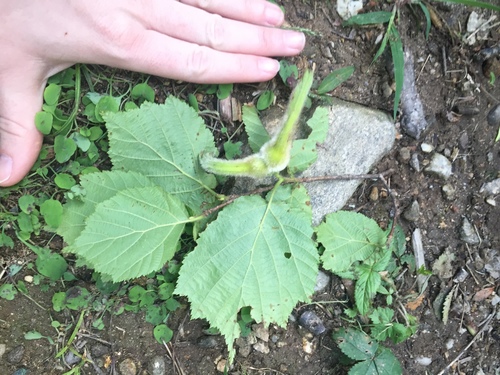 Corylus sieboldiana (Corylus sieboldiana)