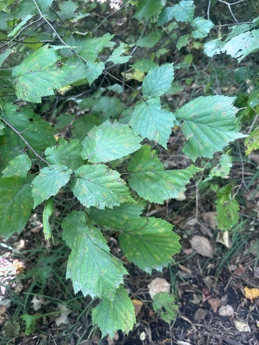 Corylus sieboldiana (Corylus sieboldiana)