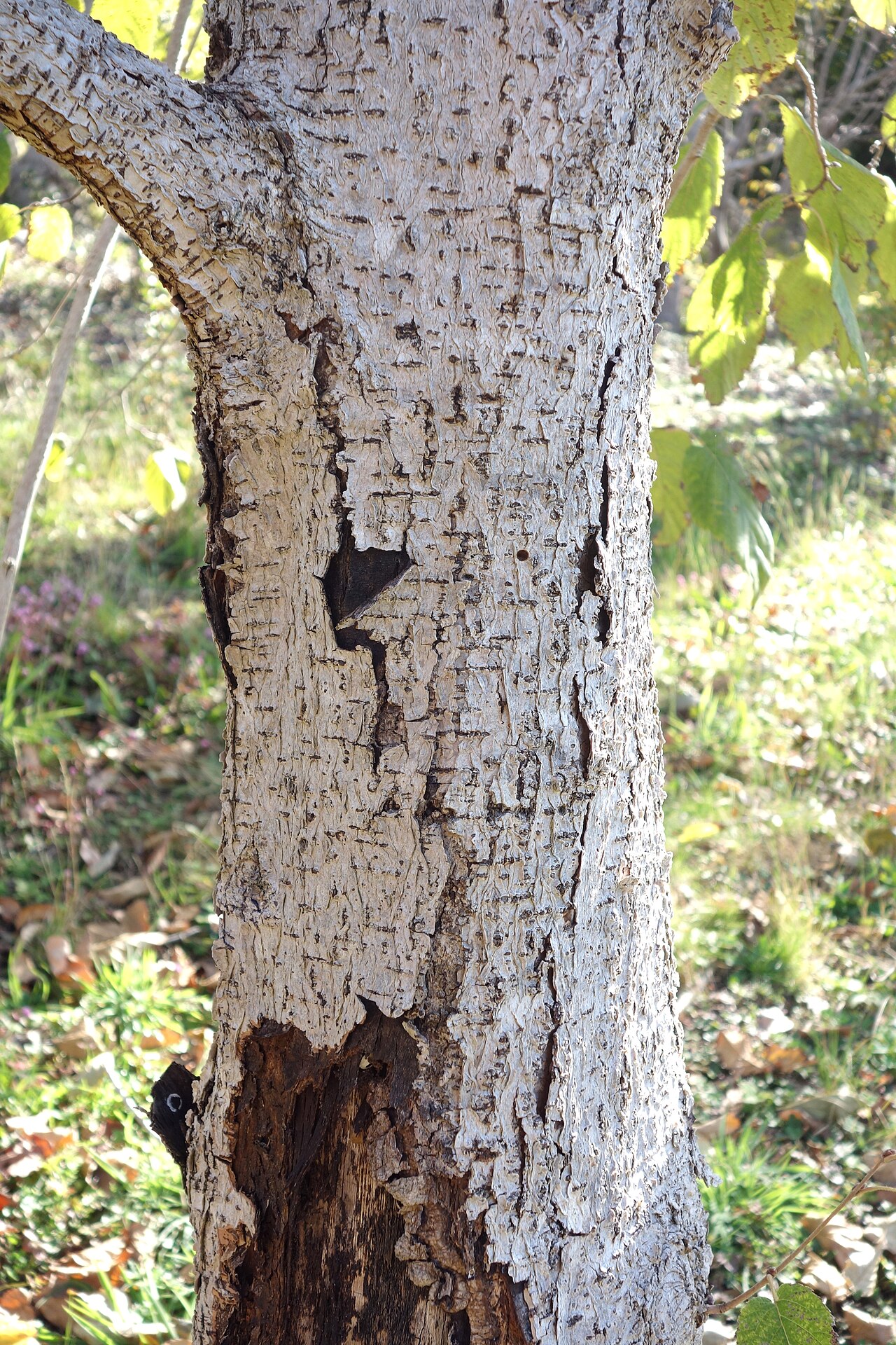 Yunnan hazel: Botanical specimen in Quarryhill Botanical Garden, Glen Ellen, California, USA.