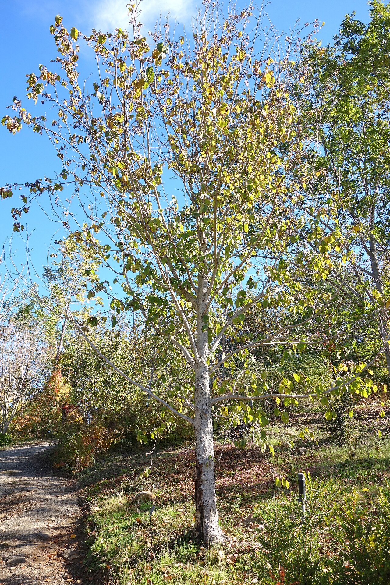 Yunnan hazel: Botanical specimen in Quarryhill Botanical Garden, Glen Ellen, California, USA.