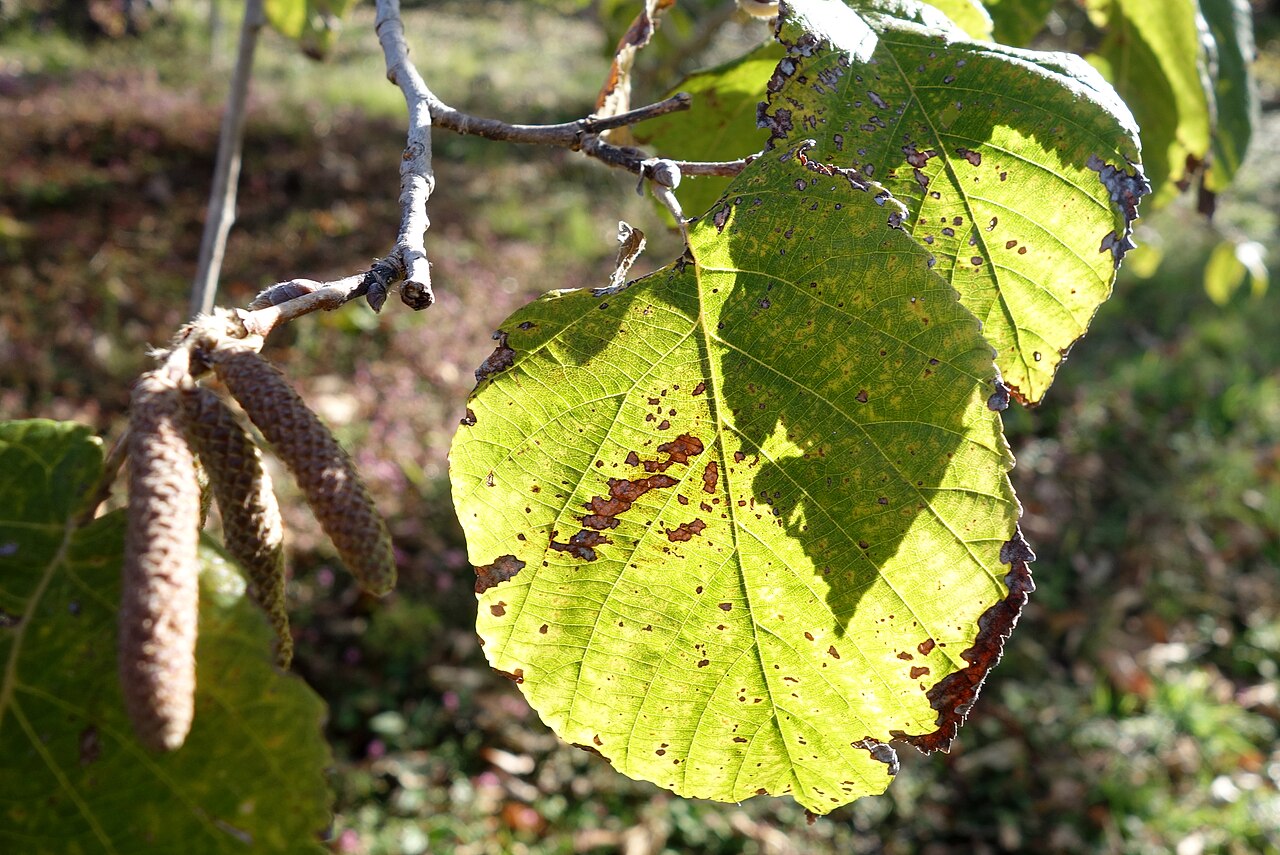 Yunnan hazel: Botanical specimen in Quarryhill Botanical Garden, Glen Ellen, California, USA.