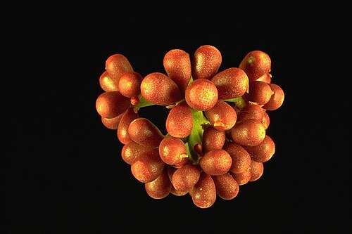 Corymbia abbreviata: Flower buds of Corymbia abbreviata