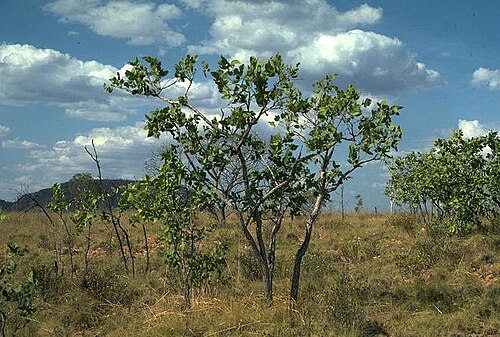 Corymbia abbreviata: Corymbia abbreviata at the start of the Gibb River Road, Western Australia