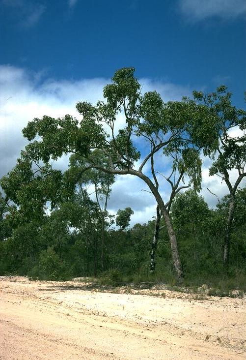 Corymbia abergiana: Corymbia abergiana near Paluma, Queensland