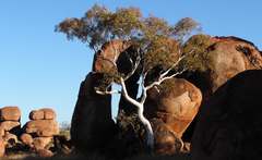 Corymbia aparrerinja (Corymbia aparrerinja)