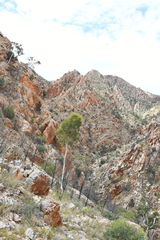 Corymbia aparrerinja (Corymbia aparrerinja)