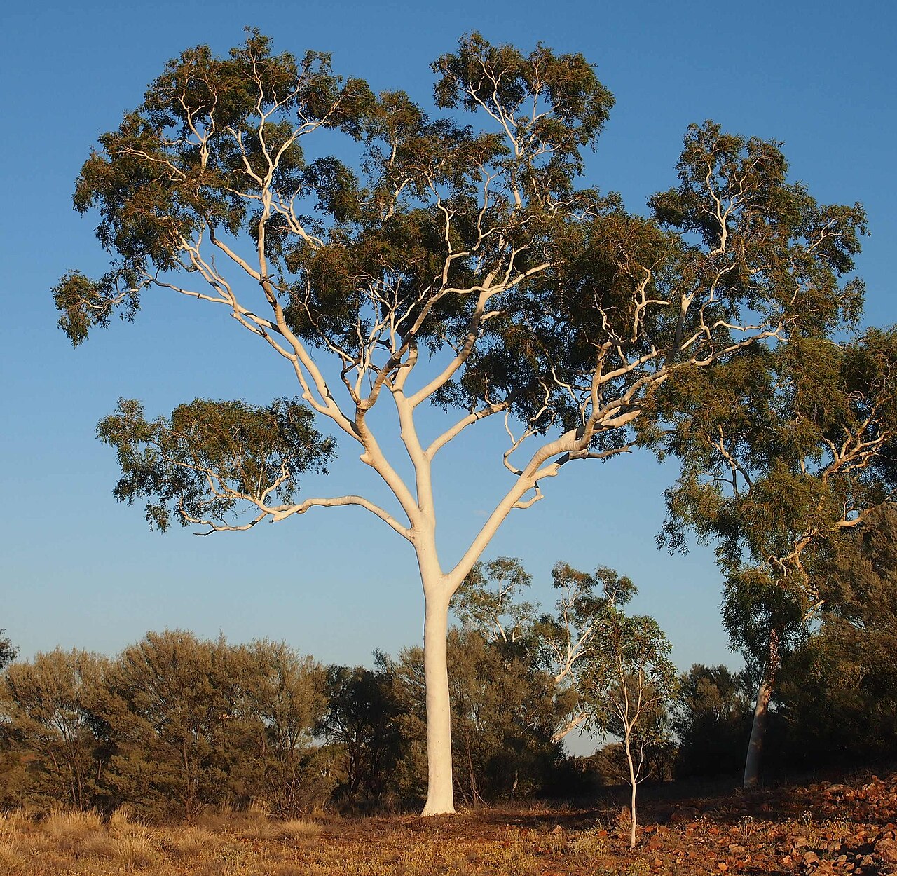 Corymbia aparrerinja: Corymbia aparrerinja