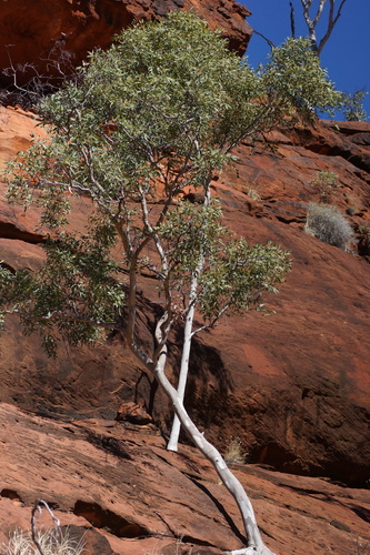 Corymbia aparrerinja (Corymbia aparrerinja)