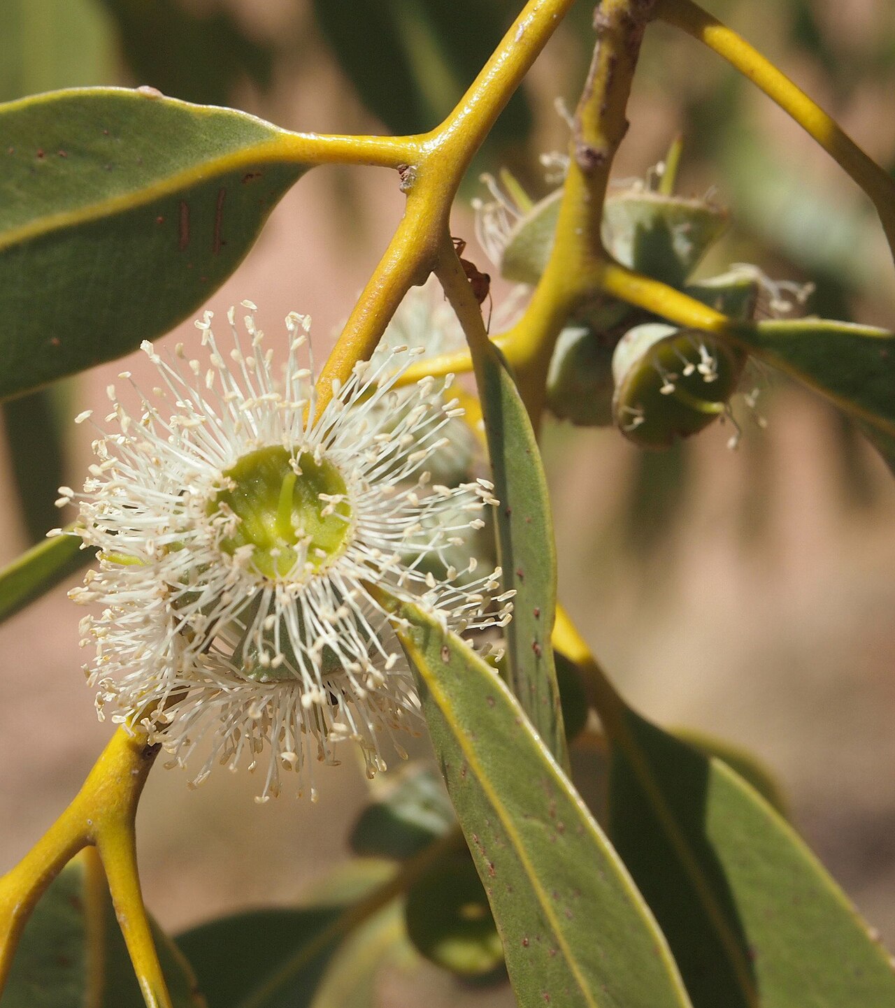 Corymbia aparrerinja: Corymbia aparrerinja blossom