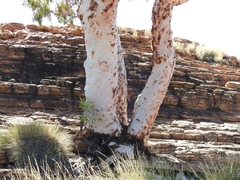 Corymbia aparrerinja (Corymbia aparrerinja)