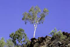 Corymbia aparrerinja (Corymbia aparrerinja)