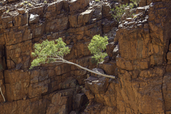 Corymbia aparrerinja (Corymbia aparrerinja)