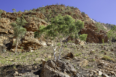 Corymbia aparrerinja (Corymbia aparrerinja)